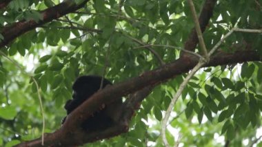 Meksika uluyan maymunu (Alouatta palliata mexicana)