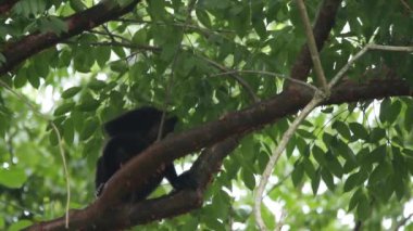 Meksika uluyan maymunu (Alouatta palliata mexicana)