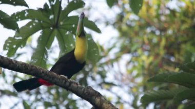 Veracruz 'un Meksika yağmur ormanlarında omurga galı Toucan, Ramphastos sülfuratus.