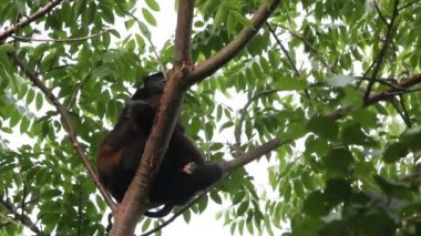 Meksika uluyan maymunu (Alouatta palliata mexicana)