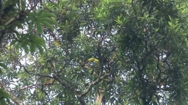 Veracruz 'un Meksika yağmur ormanlarında omurga galı Toucan, Ramphastos sülfuratus.