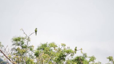 Veracruz Meksika 'da zeytin boğazlı muhabbet kuşu sürüsü