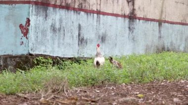 Veracruz Mexico köyünde tavuklar