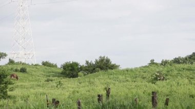 Veracruz Meksika 'da gezgin yusufçuk sürüsü