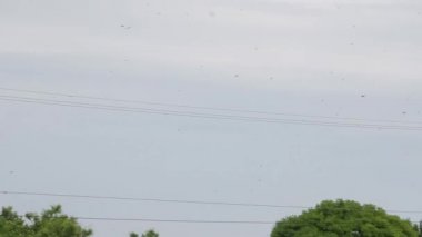 Veracruz Meksika 'da gezgin yusufçuk sürüsü