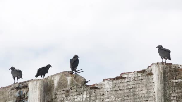 黑色秃鹫群居迁徙的蜻蜓 — 图库视频影像