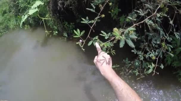 Mimose Pudica Wächst Auf Einer Flusspflanze Die Von Biologen Stimuliert — Stockvideo