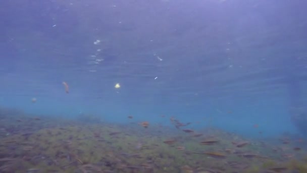 School Van Montezuma Zwaardstaarten Zwemmen Kristalhelder Zoetwater — Stockvideo