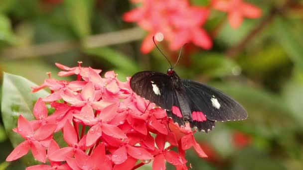 Farfalla Heliconius Che Nutre Gelsomino Indiano Occidentale — Video Stock