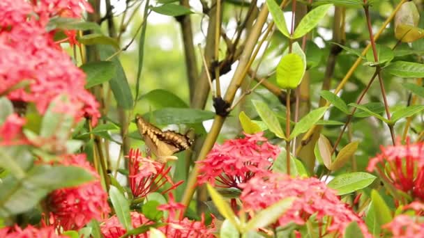 Thoas Swallowtail Alimentación Jazmín Las Indias Occidentales — Vídeos de Stock