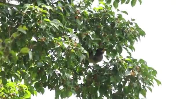 Grand Oiseau Nourrissant Fruits Veracruz Jungle — Video