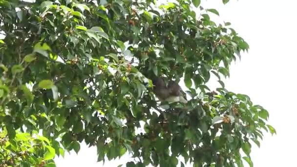 Aves Grandes Alimentándose Frutas Veracruz Selva — Vídeos de Stock