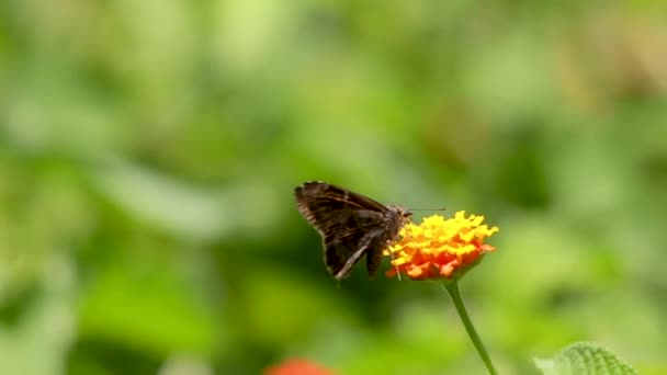 Butterflies Mexico Biodiversity Veracruz Rainforest — Stock Video
