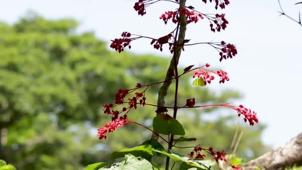 Papillons Mexique Biodiversité Forêt Tropicale Véracruz — Video