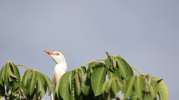 Bubulcus Ibis Cattle Egret Colony Fledgling — ストック動画