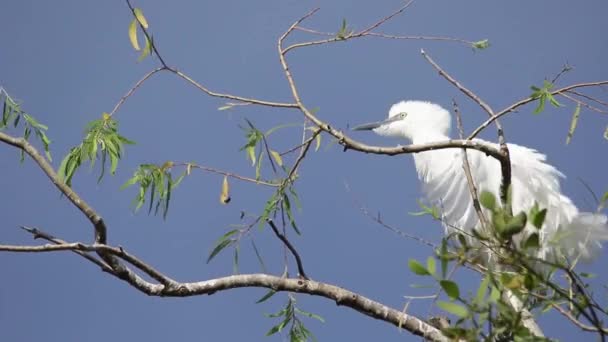 Bubulcus Ibis Cattle Egret Colony Babies Growing — 图库视频影像