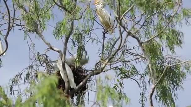 Bubulcus Ibis Colonia Garzette Bovini Con Neonato — Video Stock