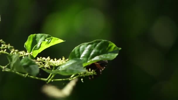 Motyle Meksykańskie Bioróżnorodność Lasów Deszczowych Veracruz — Wideo stockowe