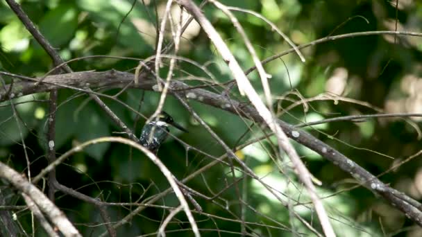 Ringed Kingfisher Megaceryle Torquata Veracruz Mexico — 图库视频影像
