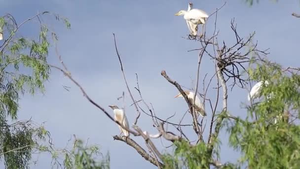Bubulcus Ibis Cattle Egret Koloni Med Spirande — Stockvideo