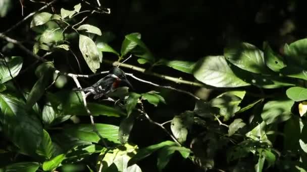 Geringde Ijsvogel Megaceryle Torquata Veracruz Mexico — Stockvideo