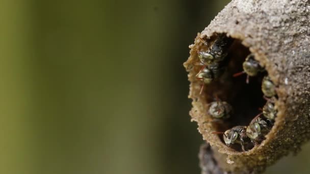 Гніздо Меліпона Безжальні Бджоли Мексики — стокове відео