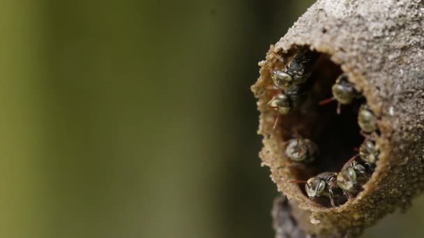 Nido Melipona Abejas Nativas México Sin Aguijón — Vídeos de Stock