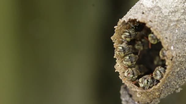 Melipona Rodzime Pszczoły Bez Skąpstwa Meksyku — Wideo stockowe