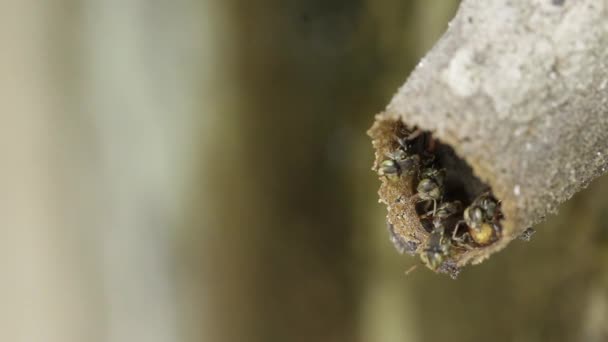 Melipona Meksika Nın Yerlisi Iğnesiz Arılar — Stok video