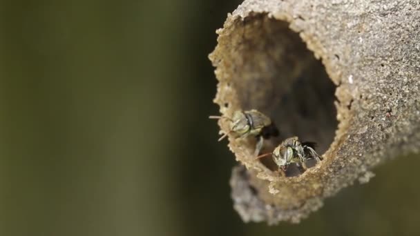 墨西哥土生土长的无刺蜜蜂Melipona — 图库视频影像