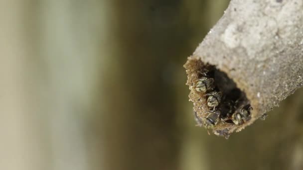Melipona Včely Bez Žihadla Mexika — Stock video