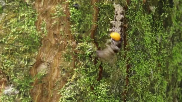 Parasitoid Penuh Ulat Bergegas Pada Batang Pohon — Stok Video