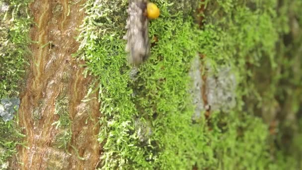 Chenille parasitoïde infestée se précipitant sur le tronc de l'arbre 