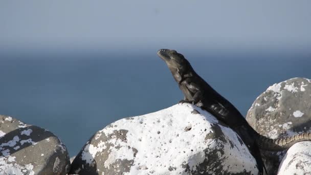 Siyah Iguana Güneşin Altında Okyanusun Yanında Dinleniyor — Stok video