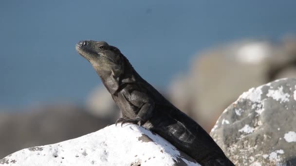 Black Iguana Resting Sun Next Ocean — ストック動画