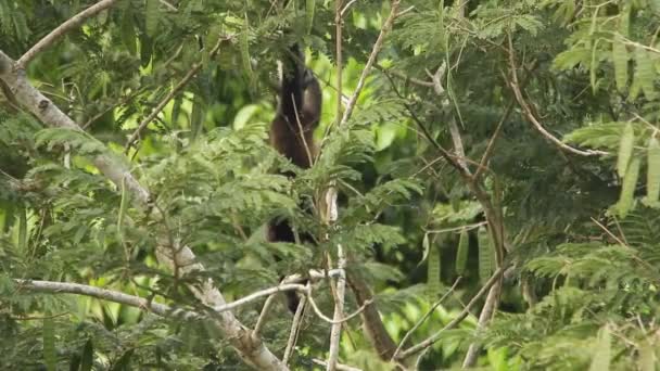 Scimmia Urlatrice Messicana Alouatta Palliata Mexicana — Video Stock