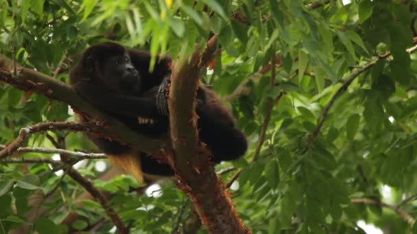 Mexikói Üvöltő Majom Alouatta Palliata Mexicana — Stock videók