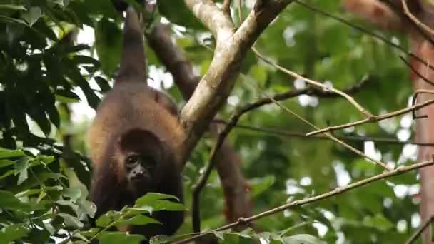 Mexická Ječící Opice Alouatta Palliata Mexicana — Stock video