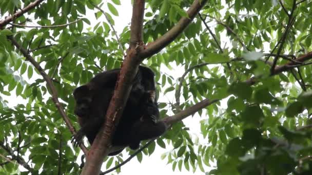 Mexikanischer Brüllaffe Alouatta Palliata Mexicana — Stockvideo