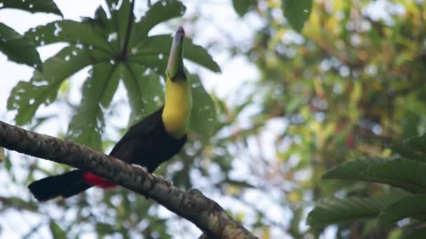 Καραβίδες Toucan Ramphastos Sulfuratus Στο Τροπικό Δάσος Veracruz Του Μεξικού — Αρχείο Βίντεο