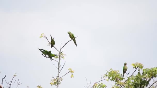 Flock Olivhalsad Parakit Veracruz Mexiko — Stockvideo