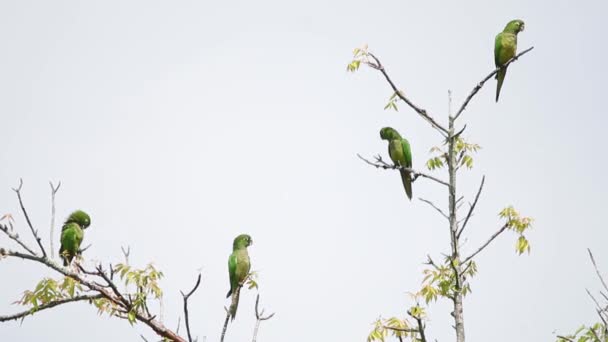 Flock Olive Throated Parakeet Veracruz Mexico — Stock Video