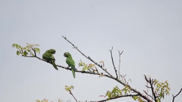 Flock Olive Throed Parakeet Veracruz Mexico — стокове відео