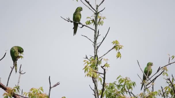 Flock Olivhalsad Parakit Veracruz Mexiko — Stockvideo