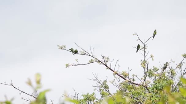 Veracruz Meksika Zeytin Boğazlı Muhabbet Kuşu Sürüsü — Stok video