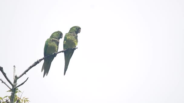 Perico Degollado Veracruz México — Vídeos de Stock