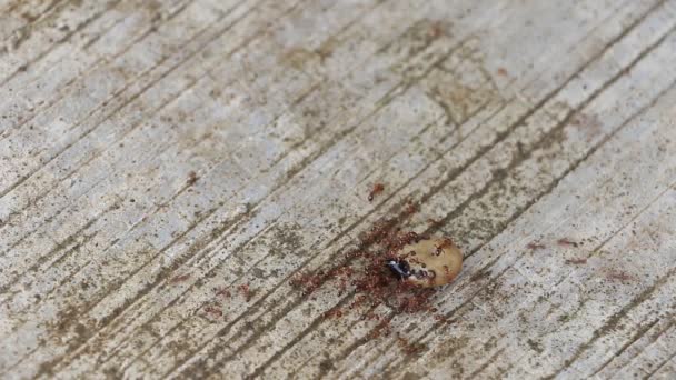 Garganta Garrapata Femenina Siendo Comido Por Hormigas Rojas — Vídeos de Stock