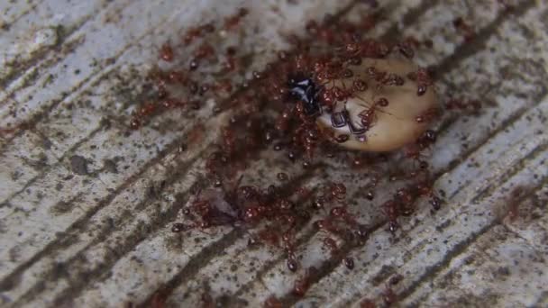 Gorged Female Tick Getting Eaten Red Ants — Stock Video