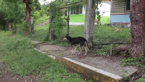 Pequeno Pacote Cães Selvagens Uma Aldeia Veracruz México — Vídeo de Stock