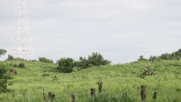 Schwarm Wandernder Gleitschirmlibellen Veracruz Mexiko — Stockvideo